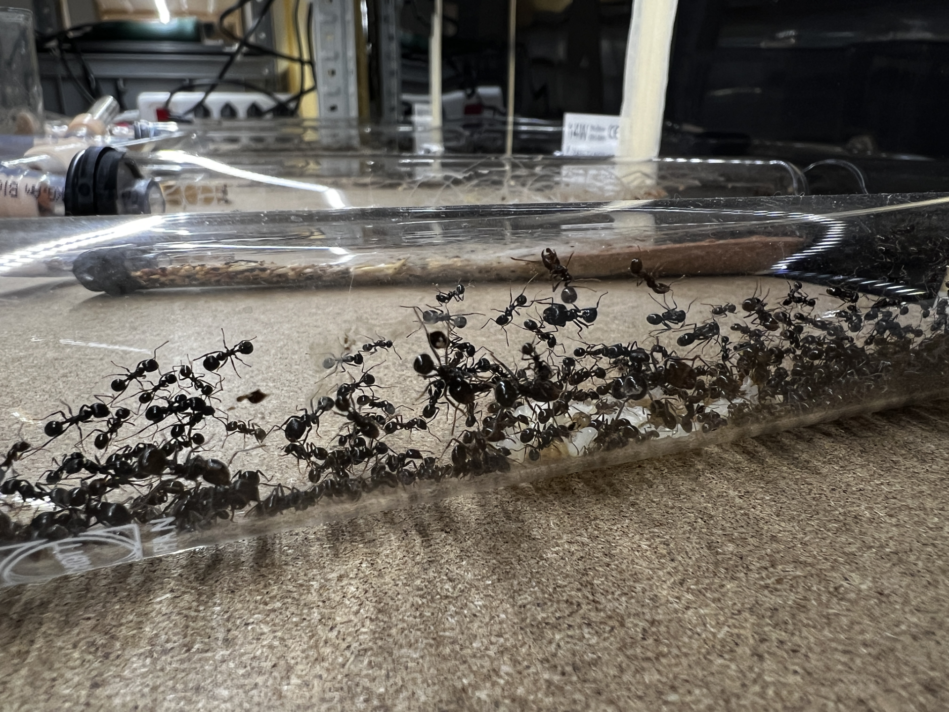 Komplett Ameisenset